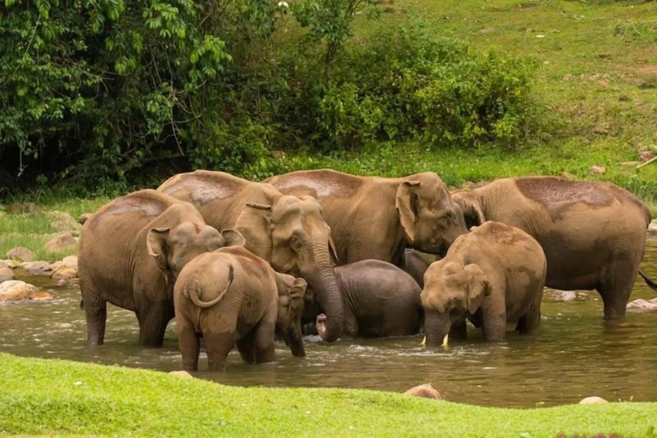 Forestscape Resort Munnar