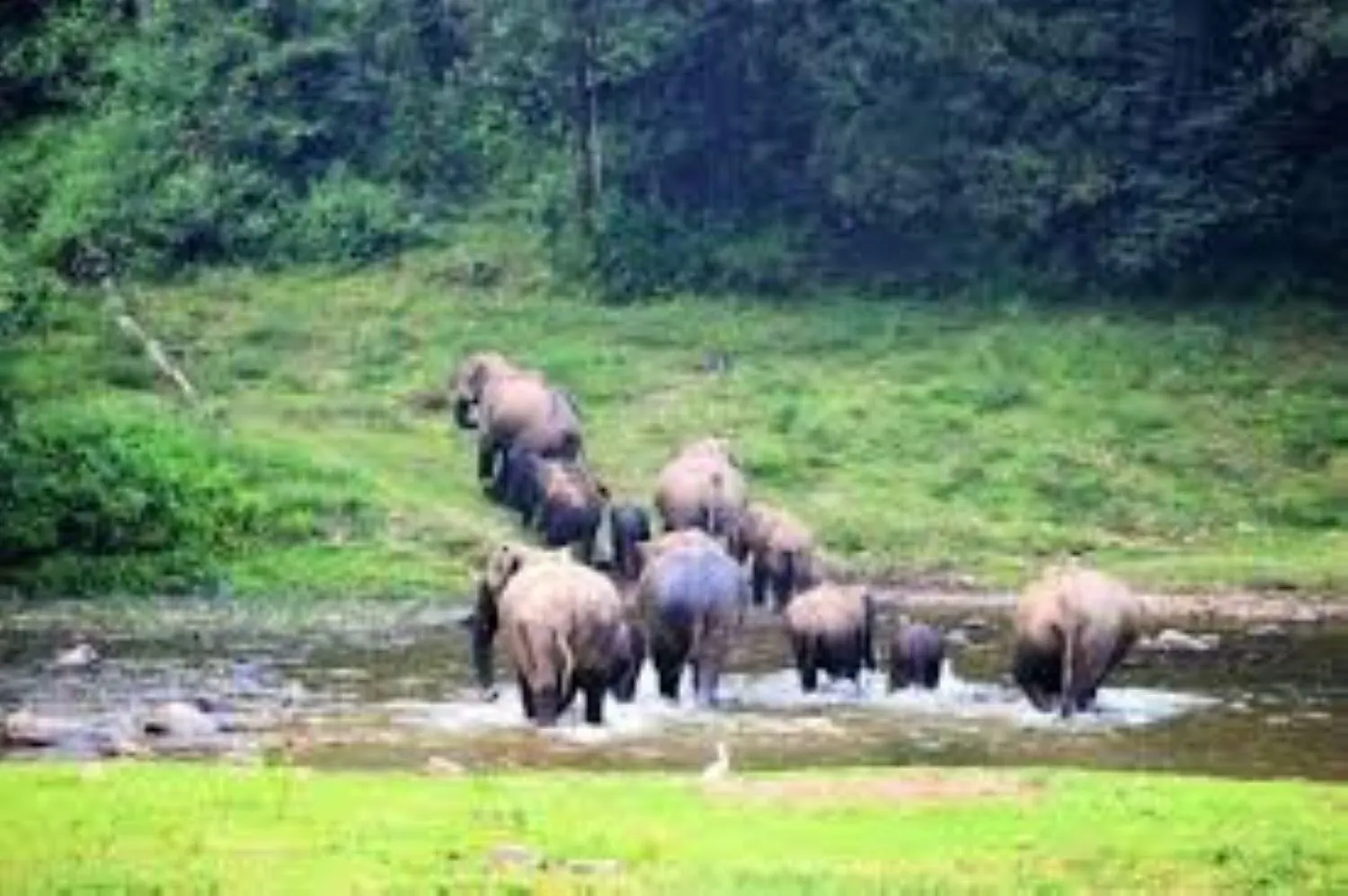 Forestscape Resort Munnar Inde
